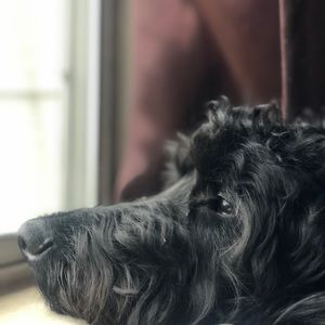 Meet your Posher, Haydon